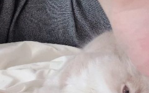 不呆猫异域风情全部cos图片，视频作品资源集合