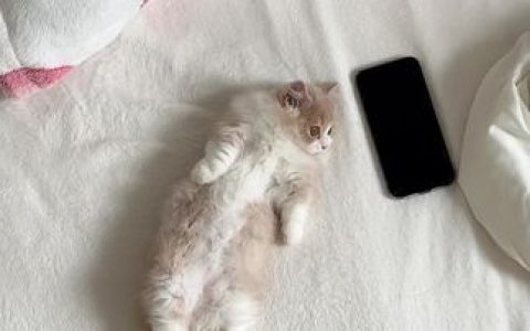 不呆猫职业cosplay艺术，精品图集欣赏