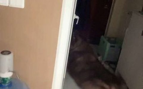 奶雯微密圈写真集，揭秘从清纯到私密的转变