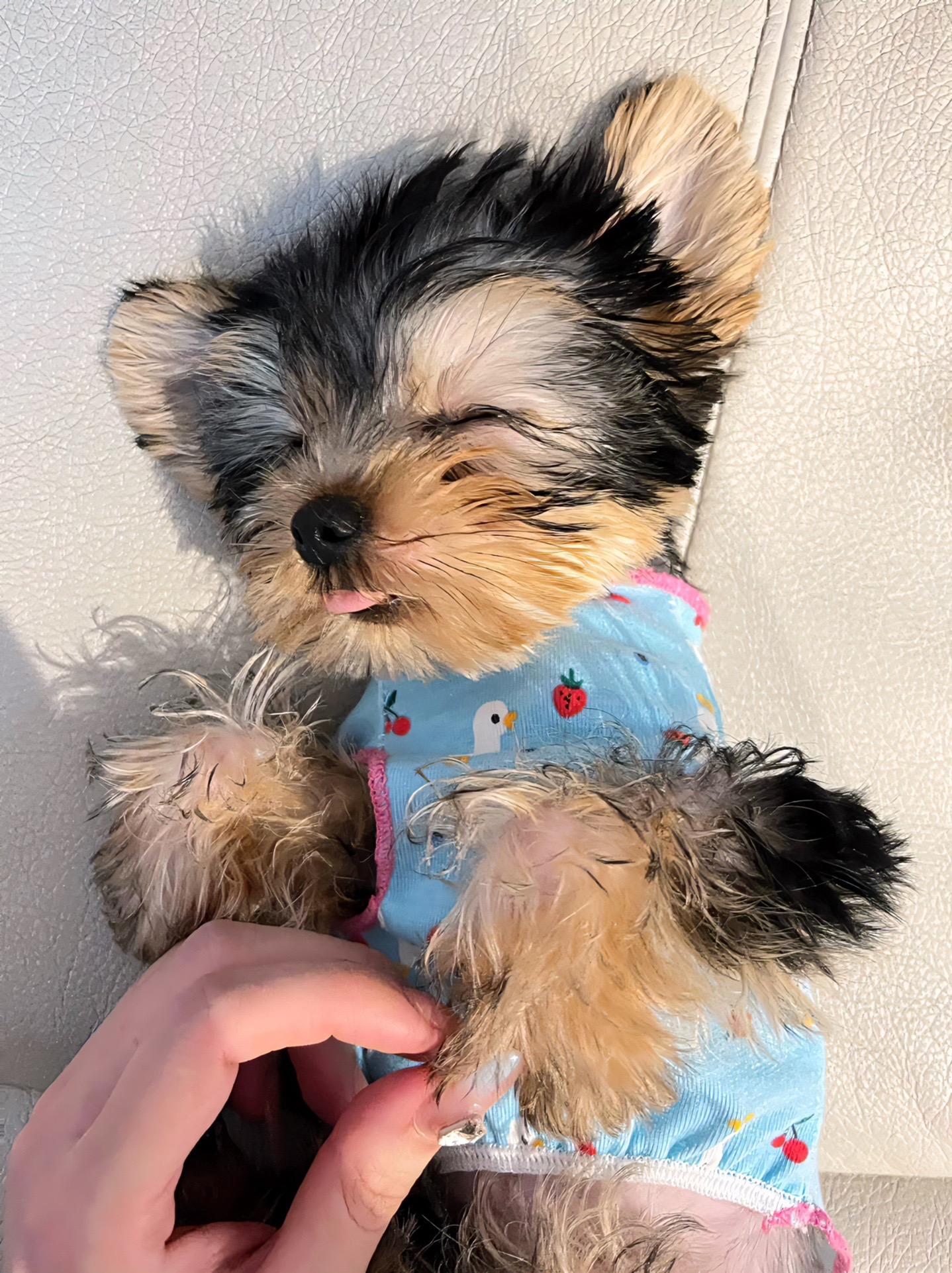 不爱笑的赛琳微密圈视频泄露,豹纹连体衣的性感魅力