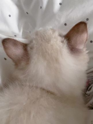 【Cosplay】半半子cos大合集！等待大神们的评论，cosplay大合集高清图