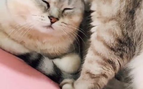 动漫博主半半子BANBANKO_个人资料简介分享，半半子个人资料与作品介绍