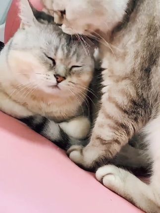 动漫博主半半子BANBANKO_个人资料简介分享,半半子个人资料与作品介绍