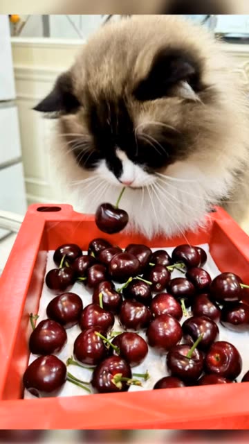 抖音张老师资源大揭秘,张贺玉个人照片曝光与背后的故事