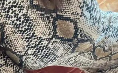 抖音温婉与古琦合作，网红与奢侈品牌的完美联动