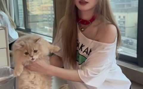 八酱微密圈的幽默与个性作品分析，揭秘八酱视频中的幽默元素与创意