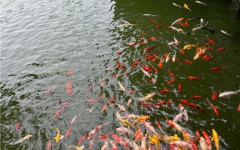 张鑫Amy成名之路揭秘从默默无闻到百万粉丝网红的逆袭故事，成功背后的努力