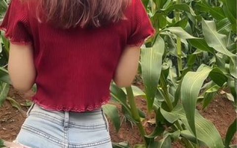 CC小果至尊版必听经典歌曲，土豪定制音乐清单分享